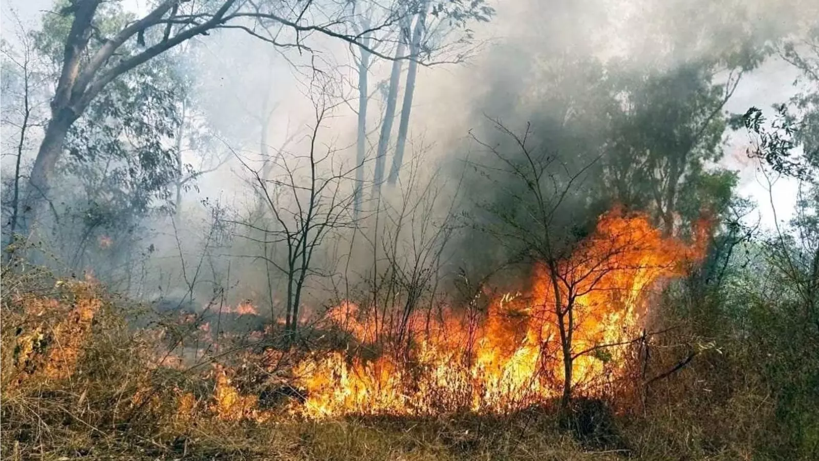 उत्तराखंड के जंगलों में क्यों लगती है आग, वजह नेचुरल या इंसान खुद