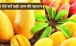 जहरीला हो सकता है रसीला दिखने वाला आम! ऐसे करें पहचान