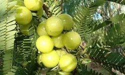 रोज 1 खाएं उबला हुआ आंवला, शरीर को मिलेगी चुस्ती