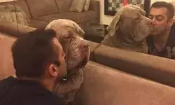 ये बॉलीवुड सितारे अपने पालतू जानवर से करते हैं जान से भी ज्यादा प्यार, लिस्ट में शामिल है इस एक्ट्रेस का नाम