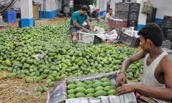 कहीं आप जो आम खा रहे हैं वो भी तो ऐसे ही नहीं पकाए जा रहे