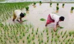 मोदी सरकार का किसानों को तोहफा, खरीफ फसलों पर MSP वृद्धि को कैबिनेट की मंजूरी