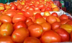 महंगे टमाटर ने बिगाड़ा थाली का स्वाद, 100 रुपये किलो पहुंचा दाम; RBI परेशान