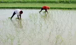 बजट में अन्नदाताओं पर खास जोर, क्या अब एमएसपी की आवाज पड़ेगी कुंद
