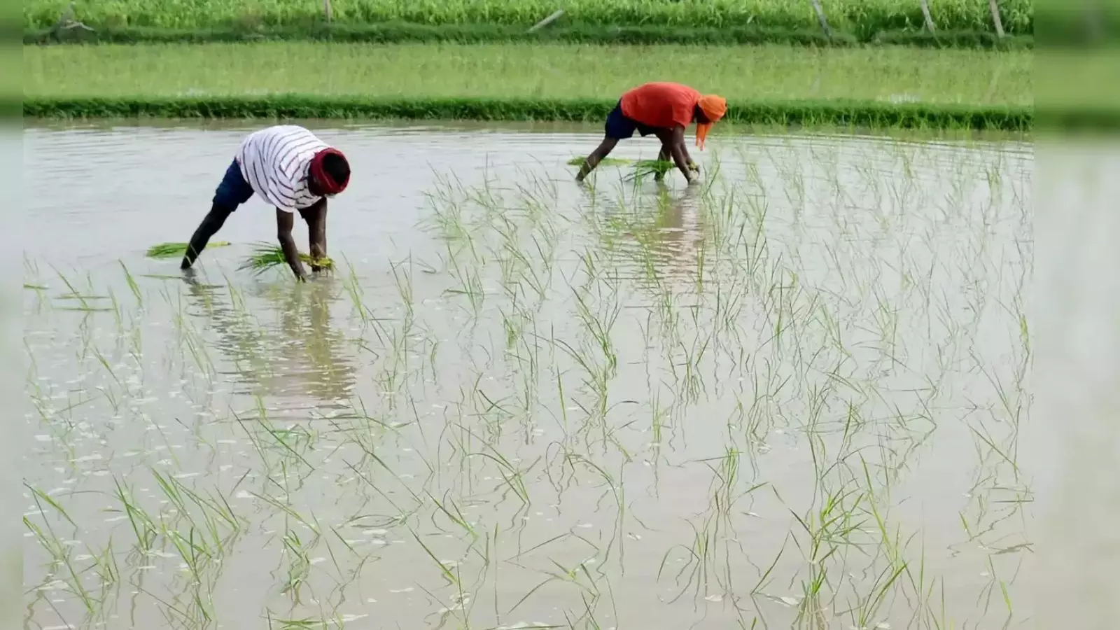 बजट में अन्नदाताओं पर खास जोर, क्या अब एमएसपी की आवाज पड़ेगी कुंद