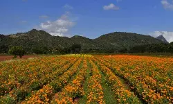 Wayanad Effect:आपदा से केरल का फीका ओणम, तमिलनाडु के फूल किसानों के लिए बना संकट