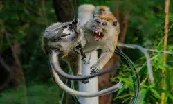 खतरे में थी 6 साल की बच्ची की इज्जत, संकट मोचक बन पहुंचे बन्दर