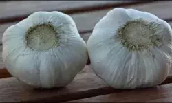 भारतीय बाजार में प्रतिबंधित चीनी लहसुन की बाढ़, जानें सरकार ने क्यों लगाया बैन