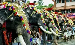केरल में हाथियों के साथ क्यों की जाती है इतनी बर्बरता? जबकि राज्य का है सम्मानित पशु