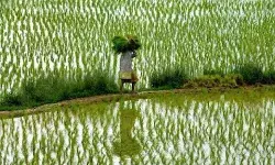 प्रधानमंत्री ने बायोफोर्टिफाइड अनाज राष्ट्र को समर्पित तो किया लेकिन सरकारी खरीद कब ?