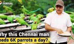 चेन्नई के ‘पैरेट मैन’: 15 सालों से रोज़ाना हजारों तोतों को खिला रहे हैं खाना