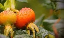 जानें क्या हैं फ्री रेडिकल्स और ऐंटिऑक्सिडेंट्स, कैसे करते हैं काम?