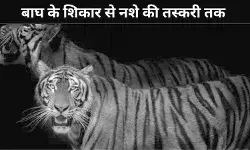 मध्य भारत के बाघ अभयारण्यों में अब शिकारी नशे के कारोबार में सक्रीय