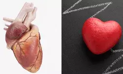 हार्ट को हेल्दी रखने के सबसे आसान तरीके, ना बीपी होगा ना अटैक आएगा!