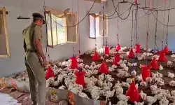 कैदियों के साथ तमिलनाडु की जेल में मुर्गियां भी कैद, वजह बेहद खास
