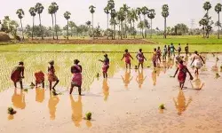 कावेरी बेसिन में धान की फसल पर मंडरा रहा संकट, क्लाइमेट चेंज का असर