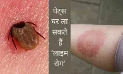 पालतू जानवर घर ला सकते हैं ये खतरनाक संक्रमण, ऐसे पहचानें लाइम रोग