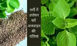 गर्मी में बहुत फायदेमंद हैं अजवाइन की पत्तियां, ऐसे यूज करके होगा लाभ