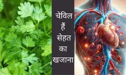 चेविल खाने के 9 खास फायदे, जान लें उपयोग की विधि और सेहत का राज