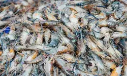 Shrimp EXport To US