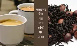 Darjeeling Tea Coffee Climate Change