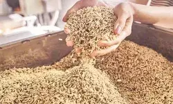 गेहूं खरीद को लेकर सरकार के माथे पर बल, 50 फीसदी किसानों ने नहीं बेचा गेहूं