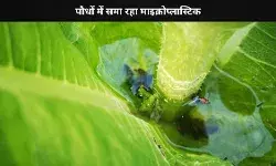 इंसानी शरीर में माइक्रोप्लास्टिक हो रहे हैं दाखिल, जानें क्या है वजह?