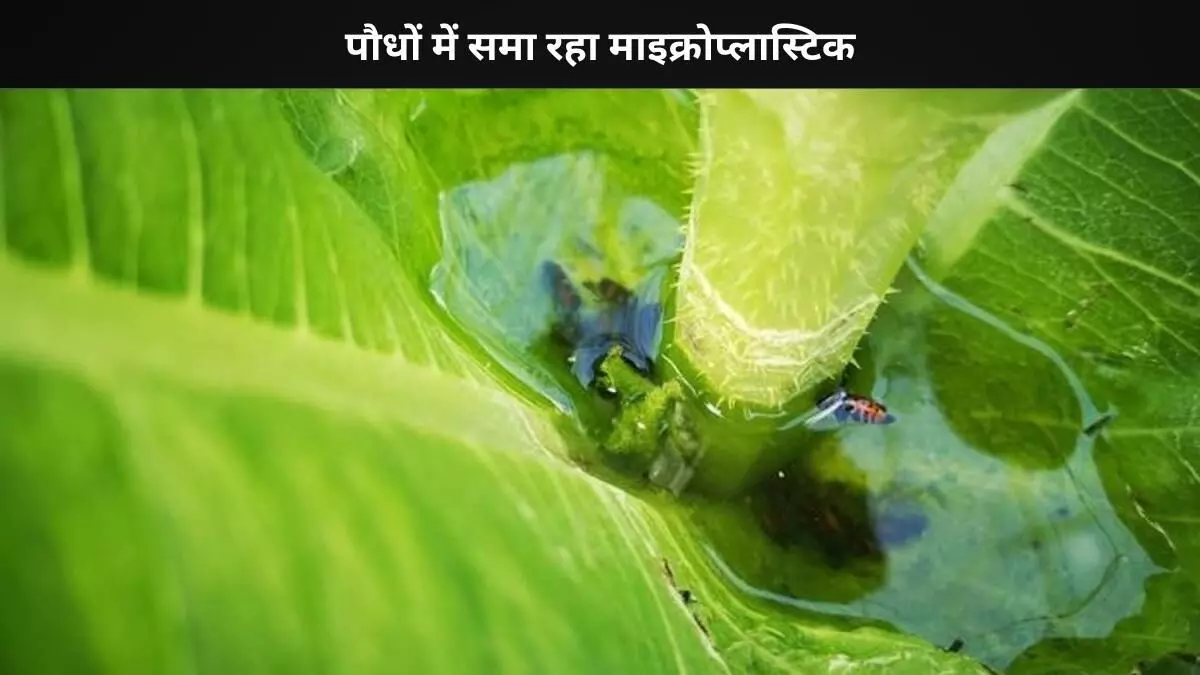 इंसानी शरीर में माइक्रोप्लास्टिक हो रहे हैं दाखिल, जानें क्या है वजह? इंसानी शरीर में माइक्रोप्लास्टिक हो रहे हैं दाखिल, जानें क्या है वजह?