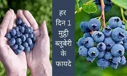 Blueberry health benefits every day eating