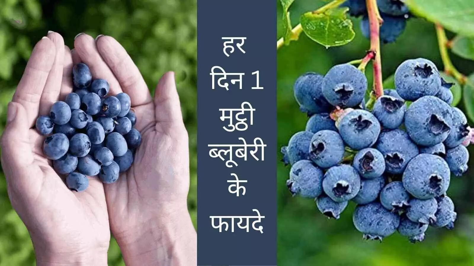 Blueberry health benefits every day eating Blueberry health benefits every day eating