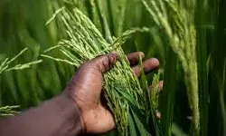 Paddy developed using gene technology