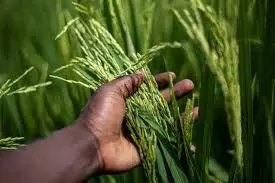 Paddy developed using gene technology Paddy developed using gene technology