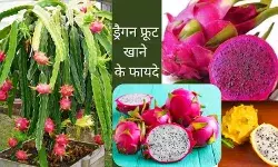 dragon fruit high blood pressure