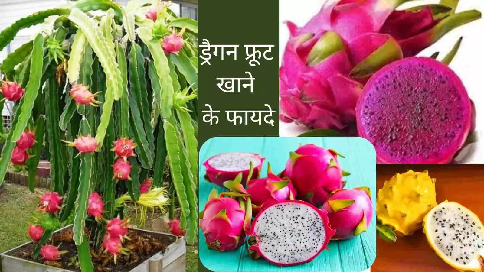dragon fruit high blood pressure dragon fruit high blood pressure