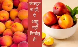 nectarines fruit type of peach Peach like fruit name