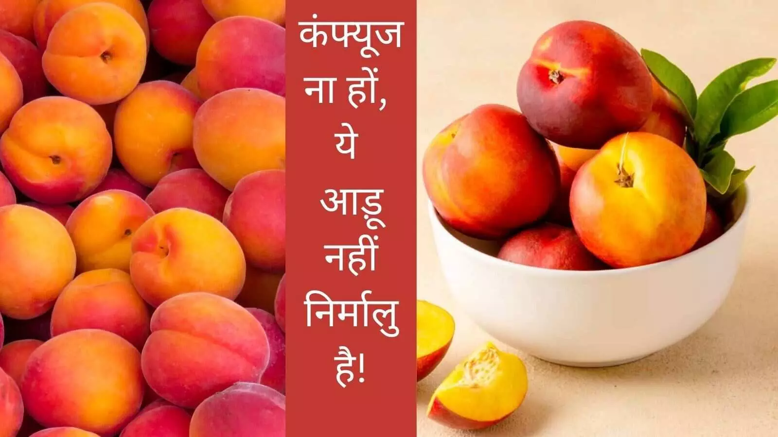 nectarines fruit type of peach Peach like fruit name nectarines fruit type of peach Peach like fruit name