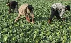 The India-UK agreement could open new avenues for Indian agriculture.