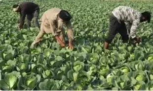 The India-UK agreement could open new avenues for Indian agriculture.