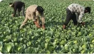 The India-UK agreement could open new avenues for Indian agriculture. The India-UK agreement could open new avenues for Indian agriculture.