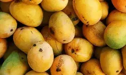 Food Safety and Standards Authority of India