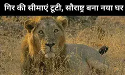 गुजरात में शेरों की दहाड़ और तेज़, अब संख्या 891 पहुंची