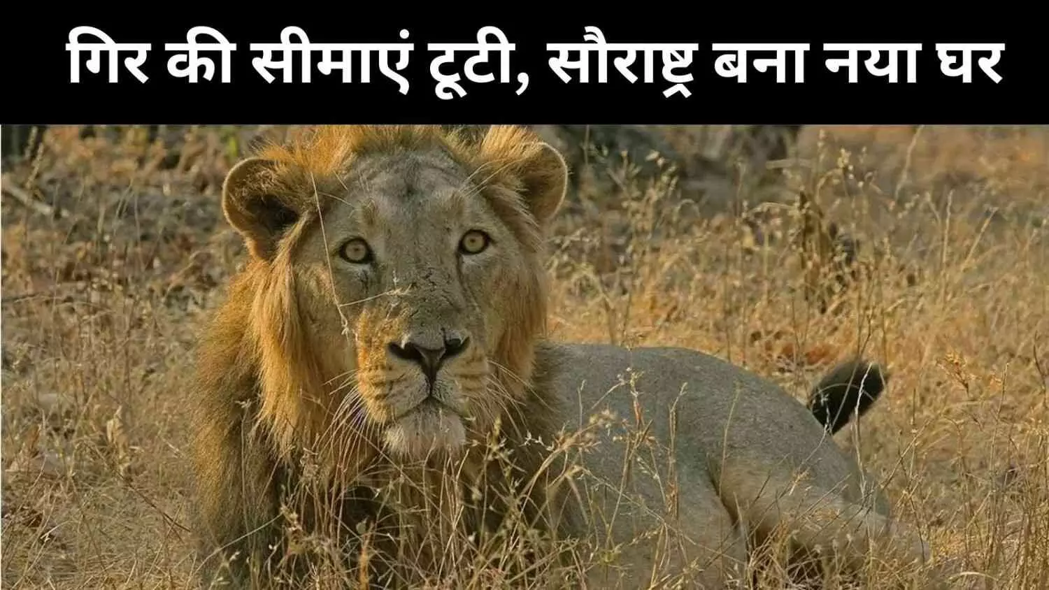 गुजरात में शेरों की दहाड़ और तेज़, अब संख्या 891 पहुंची गुजरात में शेरों की दहाड़ और तेज़, अब संख्या 891 पहुंची
