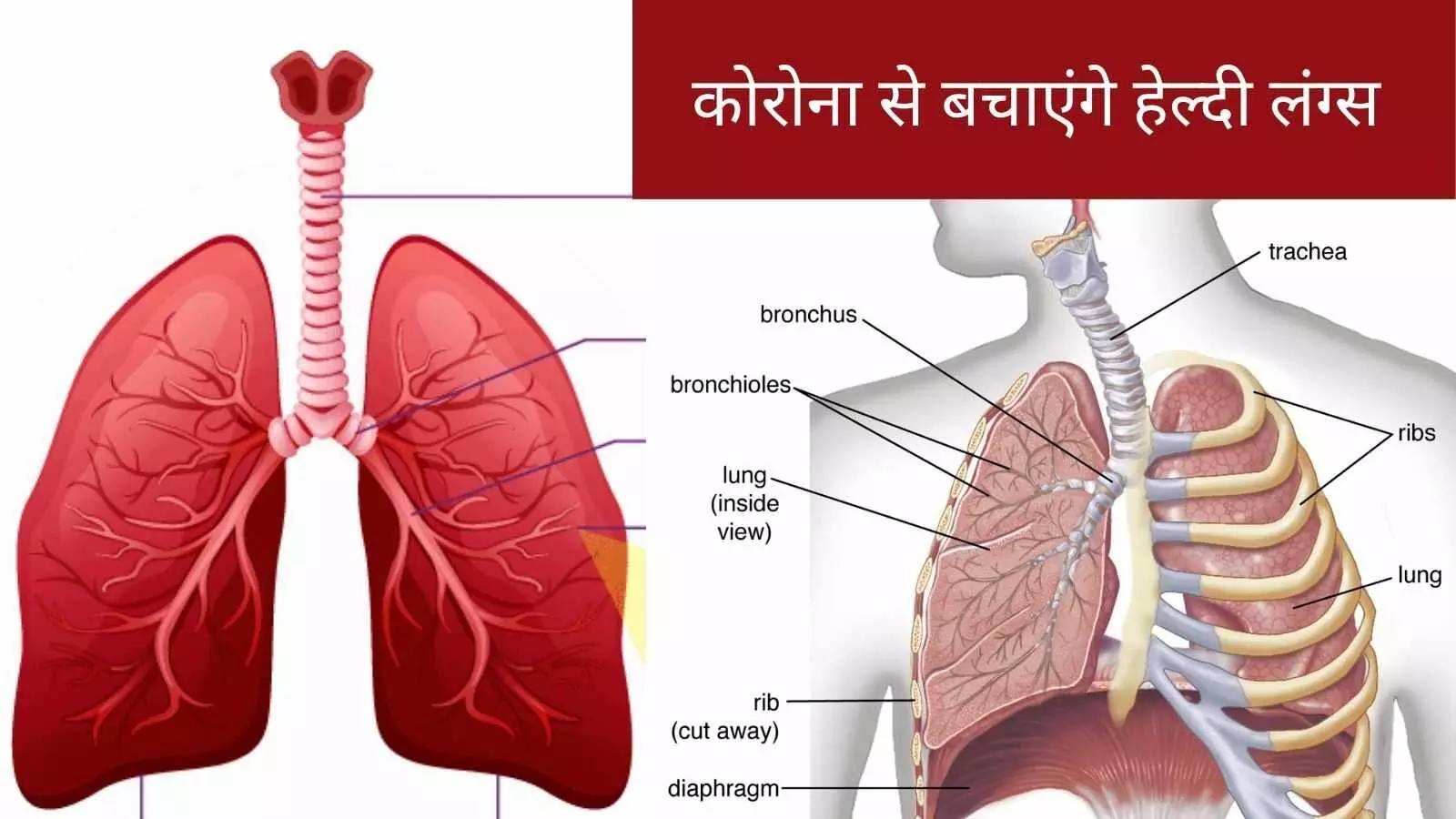 Lung care tips healthy lungs breathing problems benefits of deep breathing Lung care tips healthy lungs breathing problems benefits of deep breathing