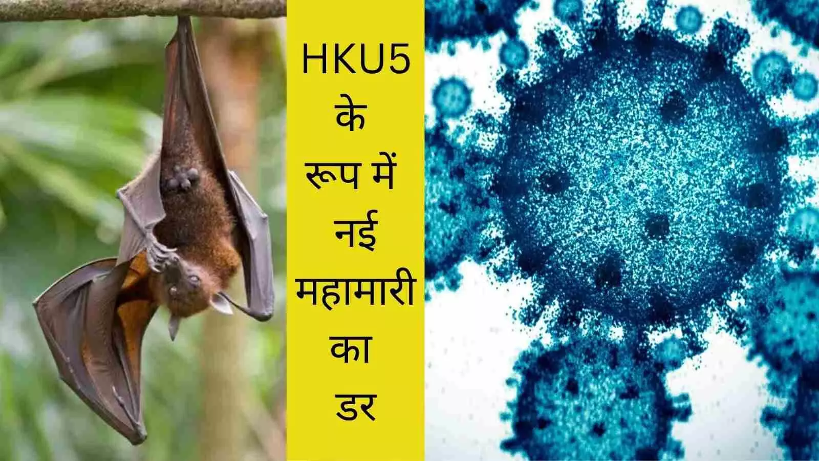 HKU5 virus next pandemic new virus after covid MERS virus mutation merbecovirus bat-borne virus HKU5 virus next pandemic new virus after covid MERS virus mutation merbecovirus bat-borne virus