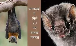 Bat virus Discovery Nipah virus Yunnan bat study Virus pandemic risk Animal to human virus Bat-borne infection