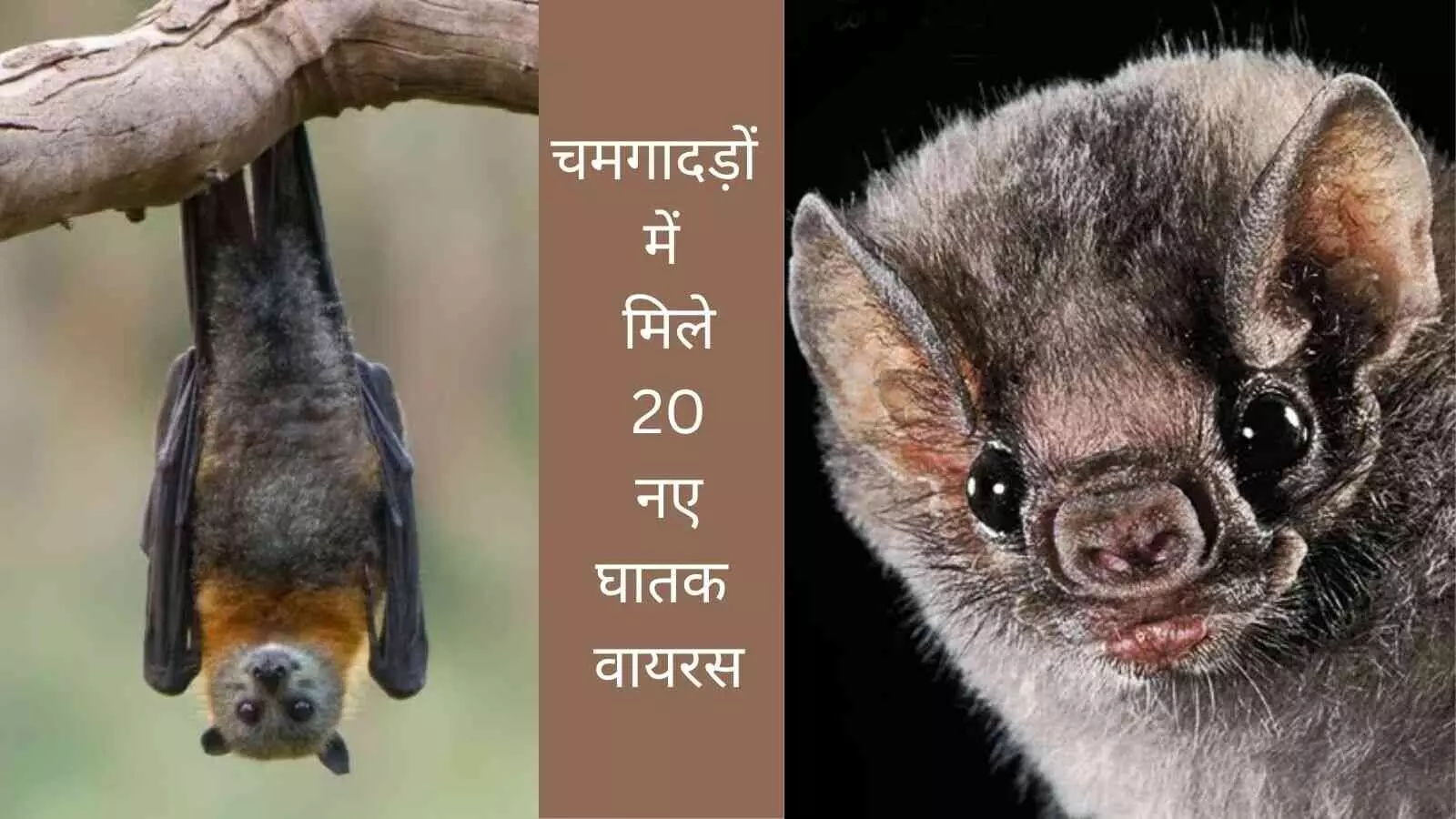 Bat virus Discovery Nipah virus Yunnan bat study Virus pandemic risk Animal to human virus Bat-borne infection Bat virus Discovery Nipah virus Yunnan bat study Virus pandemic risk Animal to human virus Bat-borne infection