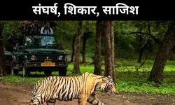 शिकारी नहीं, अब किसान बाघ के दुश्मन क्यों बन रहे हैं?