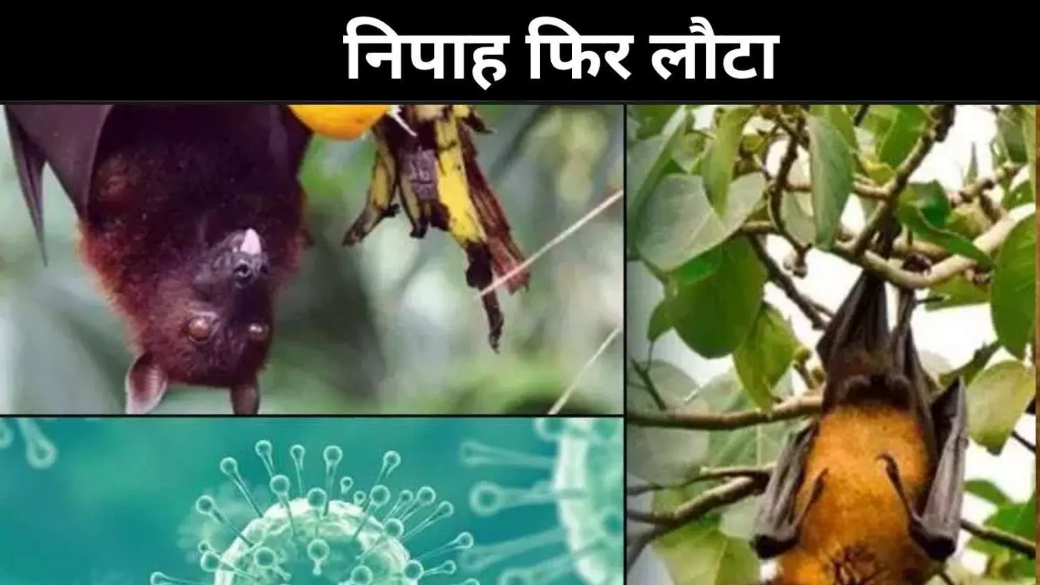 संक्रमण का स्रोत अज्ञात लेकिन खतरा बढ़ा, केरल में निपाह फिर एक्टिव संक्रमण का स्रोत अज्ञात लेकिन खतरा बढ़ा, केरल में निपाह फिर एक्टिव