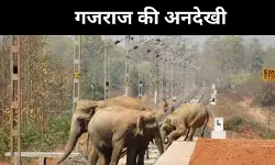 हाथियों की मौत या सिस्टम की हत्या? सवालों में ‘गजराज’