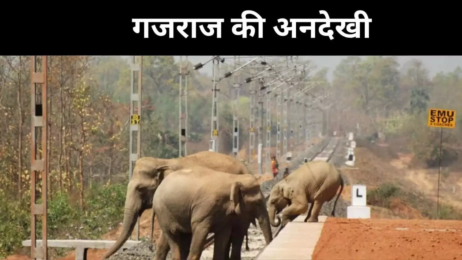 हाथियों की मौत या सिस्टम की हत्या? सवालों में ‘गजराज’ हाथियों की मौत या सिस्टम की हत्या? सवालों में ‘गजराज’